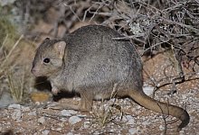Lesueur-B&uuml;rstenk&auml;nguru - Foto: Hugh McGregor/Arid Recovery/dpa