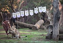 L&ouml;wengeburtstag in Gelsenkirchen - Bernd Thissen/dpa
