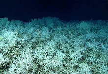 Riesiges Kaltwasser-Korallenriff - NOAA Ocean Exploration, Windows to the Deep 2019/dpa