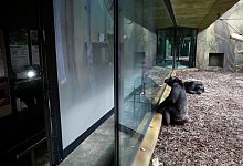 Videoschalte f&uuml;r gelangweilte Zoo-Schimpansen - Foto: Petr David Josek/AP/dpa