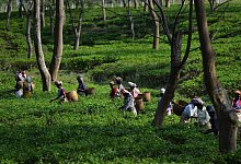 Teepfl&uuml;ckerinnen in Assam - Foto: epa/dpa