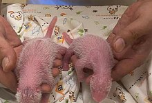 Panda-Nachwuchs in Hongkong geboren - Ocean Park Hongkong/XinHua/dpa