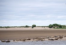 Wattenmeer - Foto: Sina Schuldt/dpa