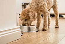 Hundefutter f&uuml;r Senioren im Test - Foto: Christin Klose/dpa-tmn