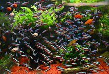 Aquarium - Foto: Caroline Seidel/dpa-tmn