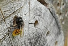 Eine Biene an einem alten Baumstamm - Foto: J&ouml;rg Carstensen/dpa/dpa-tmn