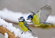 Blaumeisen - Patrick Pleul/dpa