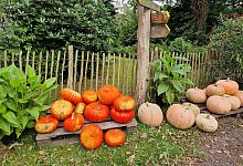 Herbstfoto - 2 - Marion Sperber-Rozanski