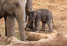 Elefanten-Jungtier - Thomas Banneyer/dpa