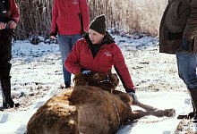 Flüchtige Kuh Arielle eingefangen - Gut Aiderbichl/dpa