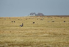 Ringelg&auml;nse - Foto: Gregor Fischer/dpa