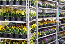 Zierpflanzen aus Bau- und Gartencentern - Marcus Brandt/dpa/dpa-tmn