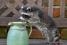 Waschb&auml;r auf Erkundungstour - Foto: Patrick Pleul/zb/dpa