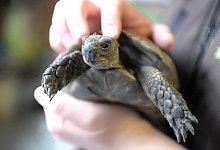 Schildkröte wird gestreichelt - picture alliance / dpa
