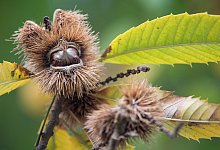 Edelkastanie - Foto: Sebastian Gollnow/dpa