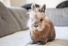 Kaninchen - Foto: Andrea Warnecke/dpa-tmn