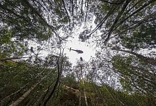 Einsatz &uuml;ber dem Wald - Foto: Npws/NPWS/AAP/dpa