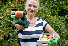 &Auml;pfel pfl&uuml;cken - Foto: Christin Klose/dpa-tmn
