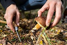 Dem Wild Ruhe g&ouml;nnen: Nicht in der D&auml;mmerung Pilze sammeln - Robert G&uuml;nther/dpa-tmn