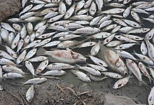 Fischsterben in Australien - ---/GEOFFREY LOONEY/AAP/dpa