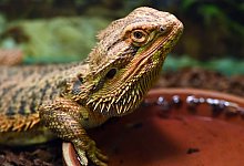 Regeln Ebay Kleinanzeigen Haustiere - Andrea Warnecke/dpa-tmn