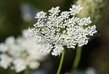 M&ouml;hren ohne Ernte - Foto: Robert G&uuml;nther/dpa-tmn