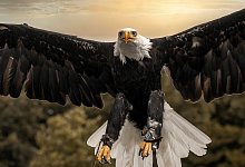 weikopfseeadler_donald - 1 - Stadt Detmold