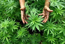 Cannabis - Foto: picture alliance / dpa