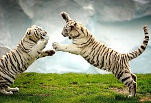 Die wei&szlig;en Tiger im Safaripark. - Archivfoto: Andreas Fruecht