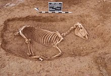 R&ouml;mischer Pferdefriedhof in Stuttgart entdeckt - ArchaeoBW/LAD/dpa