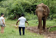 Studie zum Füttern von Asiatischen Elefanten - -/Udawalawe Elephant Research Project/dpa