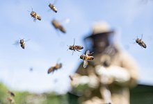 Imker erwarten gute Honigernte - Sebastian Gollnow/dpa