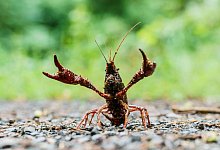 Krebse - Andreas Arnold/dpa