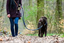 Leinenpflicht f&uuml;r Hunde - Christophe Gateau/dpa