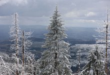 Schneebedeckte Fichten - Matthias Bein/dpa