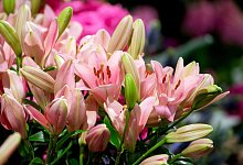 Bl&uuml;hende Lilien - Foto: Andrea Warnecke/dpa-tmn