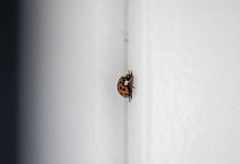 Ein Marienkäfer in einem Doppelfenster - Zacharie Scheurer/dpa-tmn