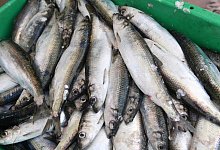 Heringe - Foto: Stefan Sauer/dpa