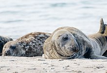 Kegelrobben - Foto: Markus Scholz/dpa