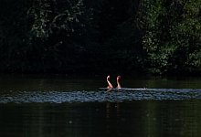 Eine Schwimmerin streckt die Hände aus dem Wasser - Fabian Sommer/dpa/dpa-tmn