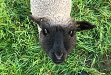 Mit seinen sanften Augen und seinem vorsichtigen Gem&uuml;t hat Brutus nicht nur die Tiersch&uuml;tzer, sondern auch die Mitarbeiter des Lebenshofes verzaubert. - Tara Hupe