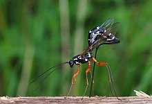 Schlupfwespe ist &laquo;Insekt des Jahres&raquo; 2025 - Frank Vassen/Senckenberg Gesellschaft f&uuml;r Naturforschung/dpa
