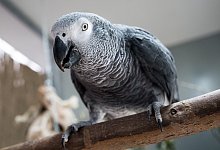 K&ouml;rpersprache von Papageien - Foto: Alexander Heinl/dpa-tmn