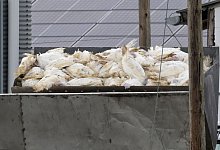 Geflügelpest breitet sich aus - Michael Bahlo/dpa