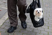 Ein Hund in einer Hundetasche - picture alliance / dpa