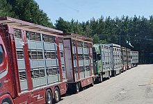 Tiertransporter - PETA Deutschland e.V.