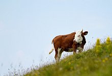 Kuh in den Bergen - Foto: Angelika Warmuth/dpa/dpa-tmn