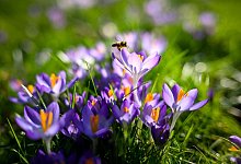 Fr&uuml;hlingshaftes Wetter - Sina Schuldt/dpa