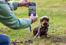 Eine Frau macht ein Foto ihres Dackels - Christoph Reichwein/dpa/dpa-tmn
