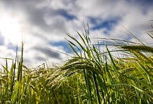 Ein Gerstenfeld in der Eifel bei bew&ouml;lktem Himmel - Thomas Banneyer/dpa